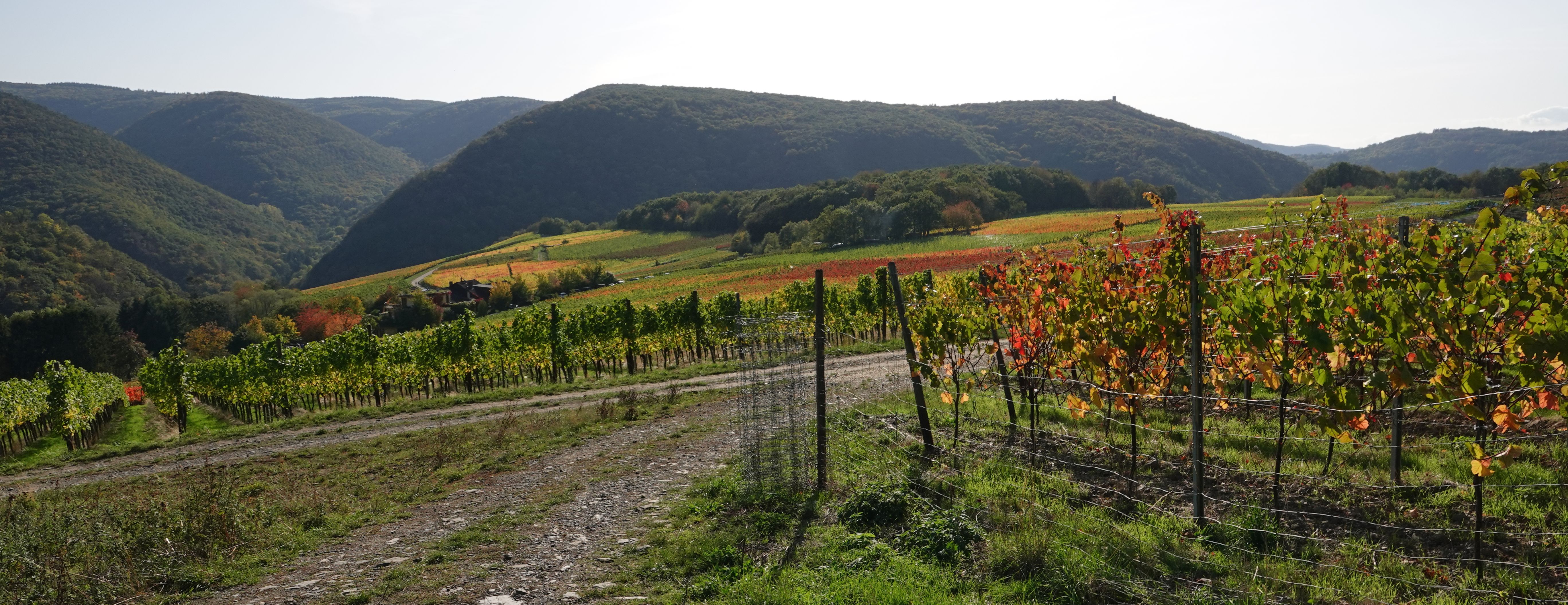 Weinreben am Silberberg.jpg