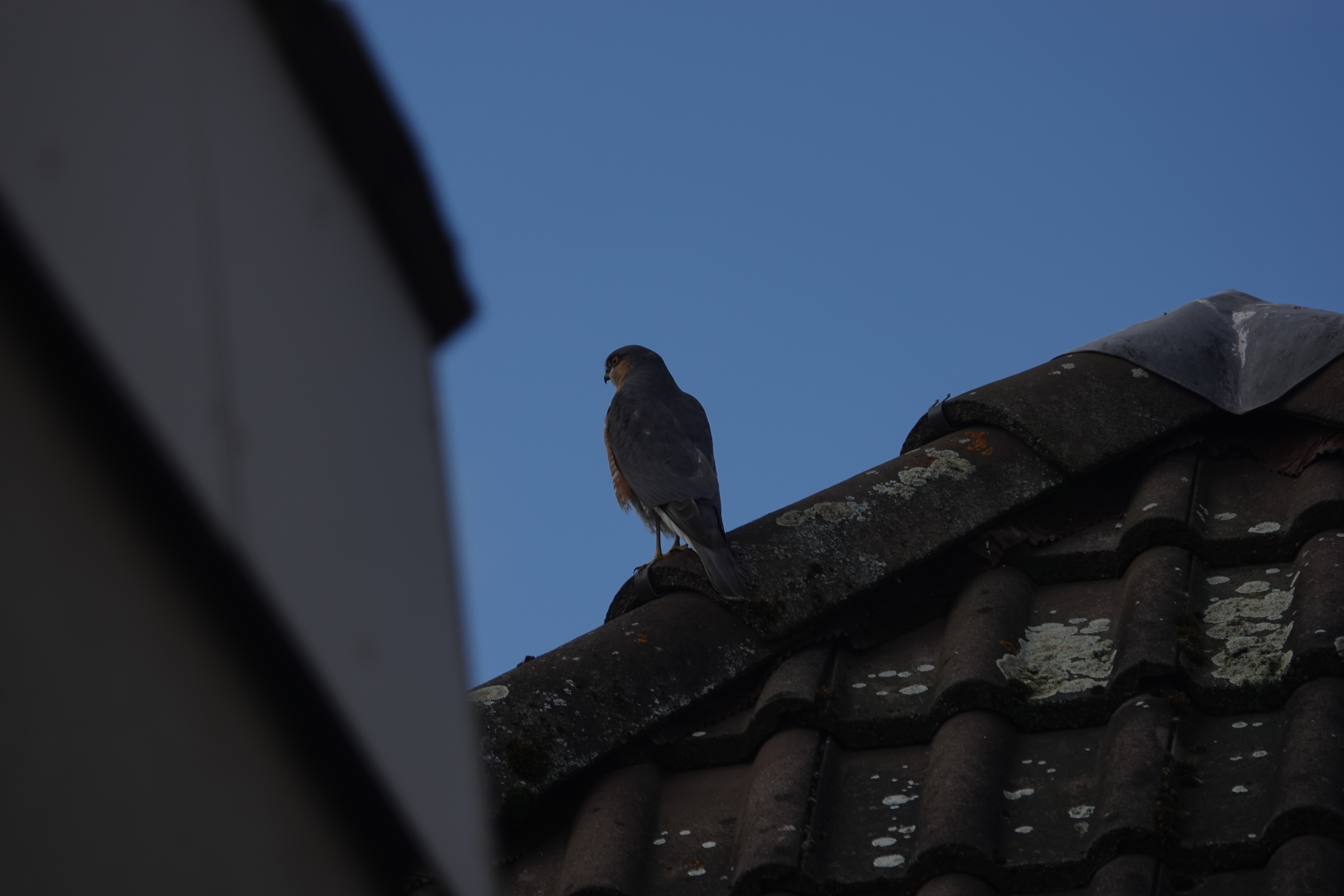 DSC03587.JPG