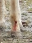 Hier sieht es nach Hautabschürfung und Blut aus.png