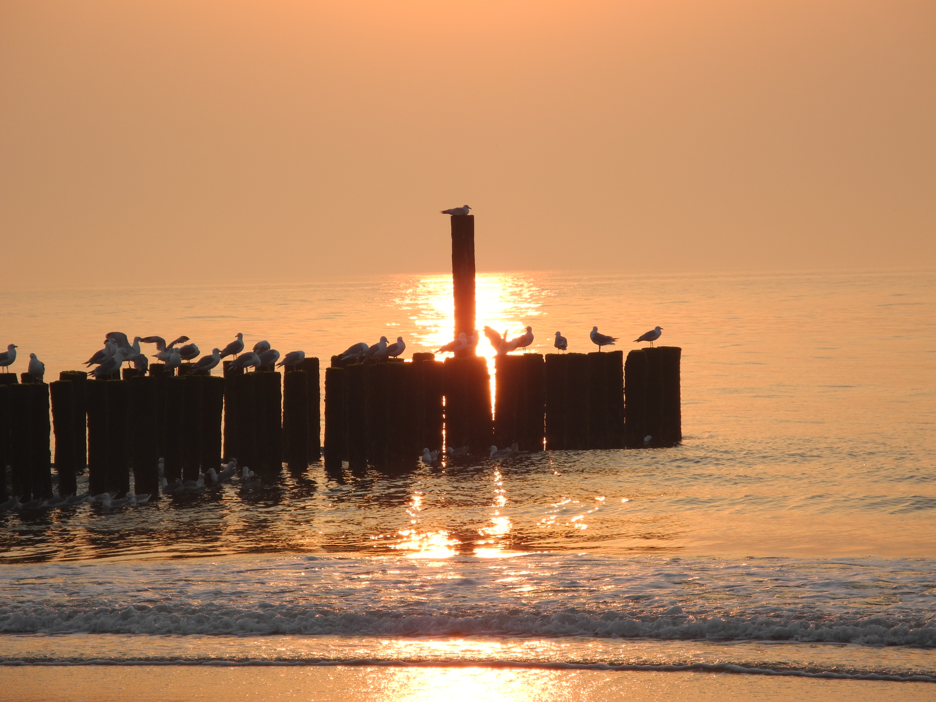 Domburg2012 201.jpg