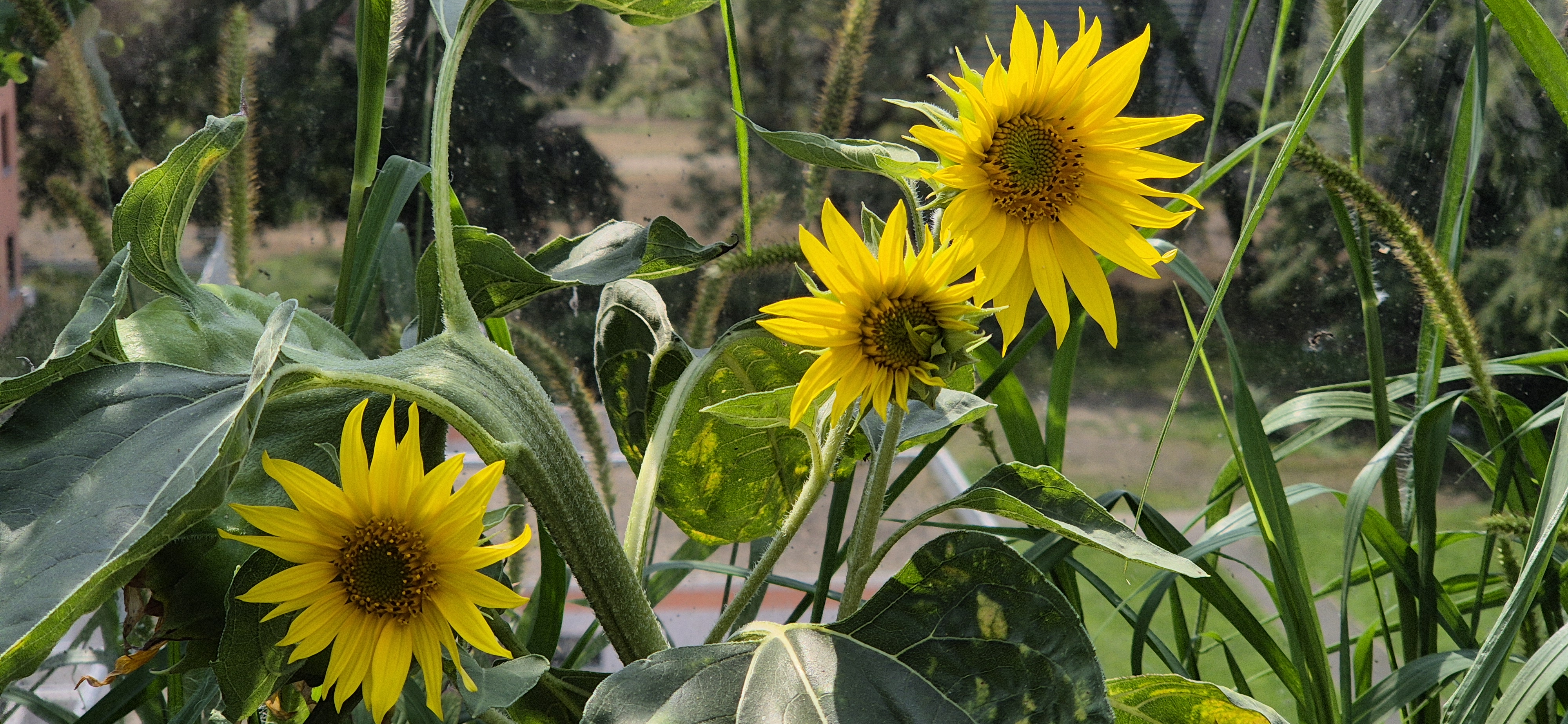 Sonnenblumen-Abzweige.jpg