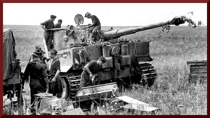 tiger503