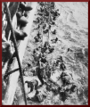 HMS Dorsetshire Bismarck survivors