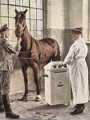 Bild 28 Im Reiche des Veterinärs