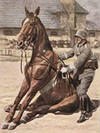 Bild 70 Gehorsamübung