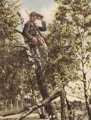 Bild 151 Baumbeobachtung