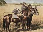Bild 83 Packpferd der leichten Fernsprechtruppe