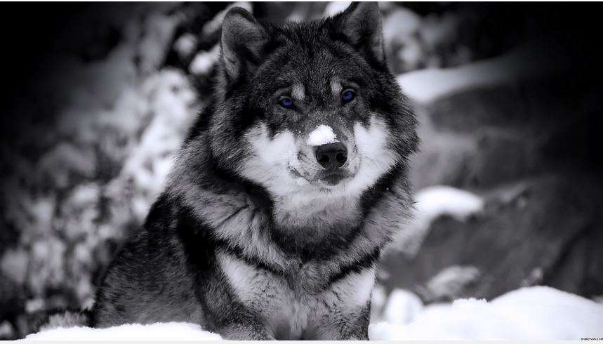 sad wolf