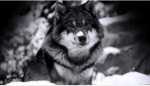 sad wolf