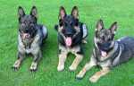 hunde